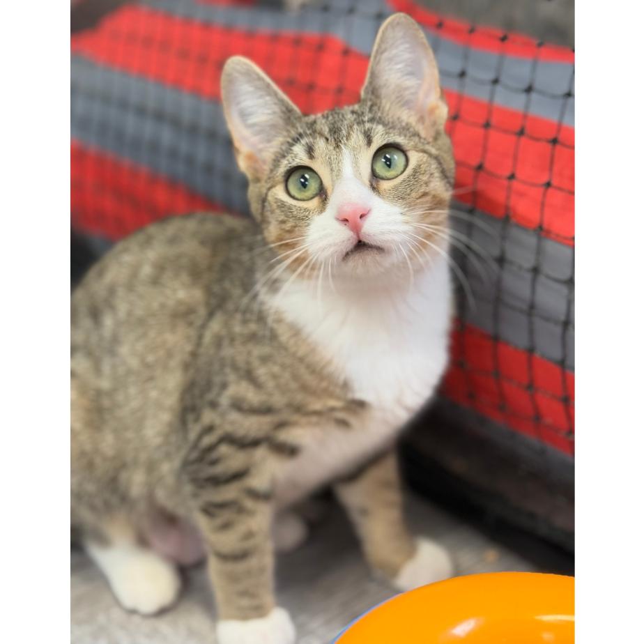 Enlarge Snapple, a Adoptable Domestic Short Hair in Ridgely, MD image 5/5