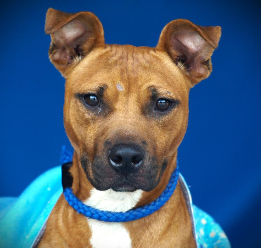 Ginger Snap, Adoptable, Young Male Pit Bull Terrier & Mixed Breed.