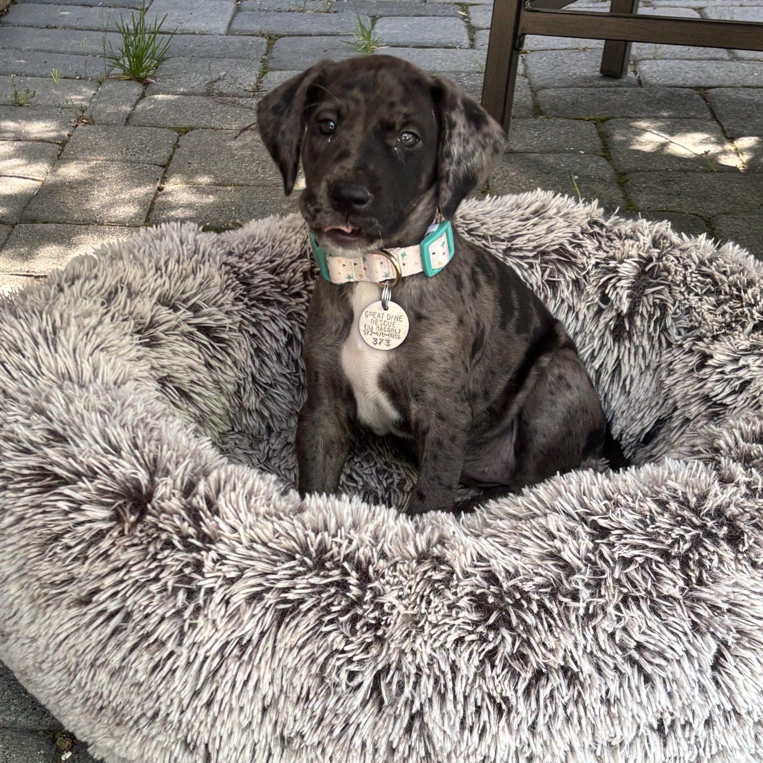 Skye, ADOPTABLE, Puppy Female Great Dane.