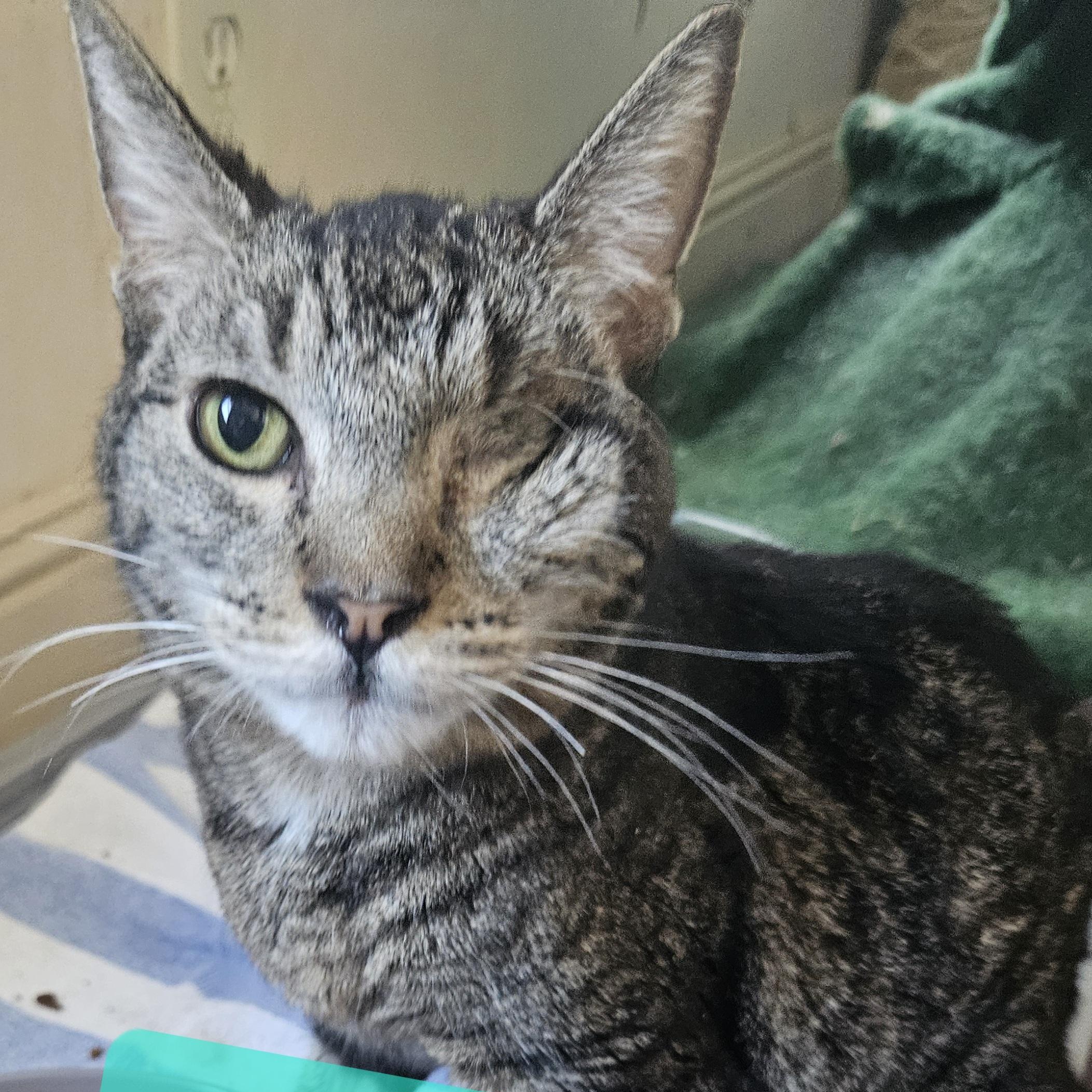 Alice , Adoptable, Senior Female Domestic Short Hair.