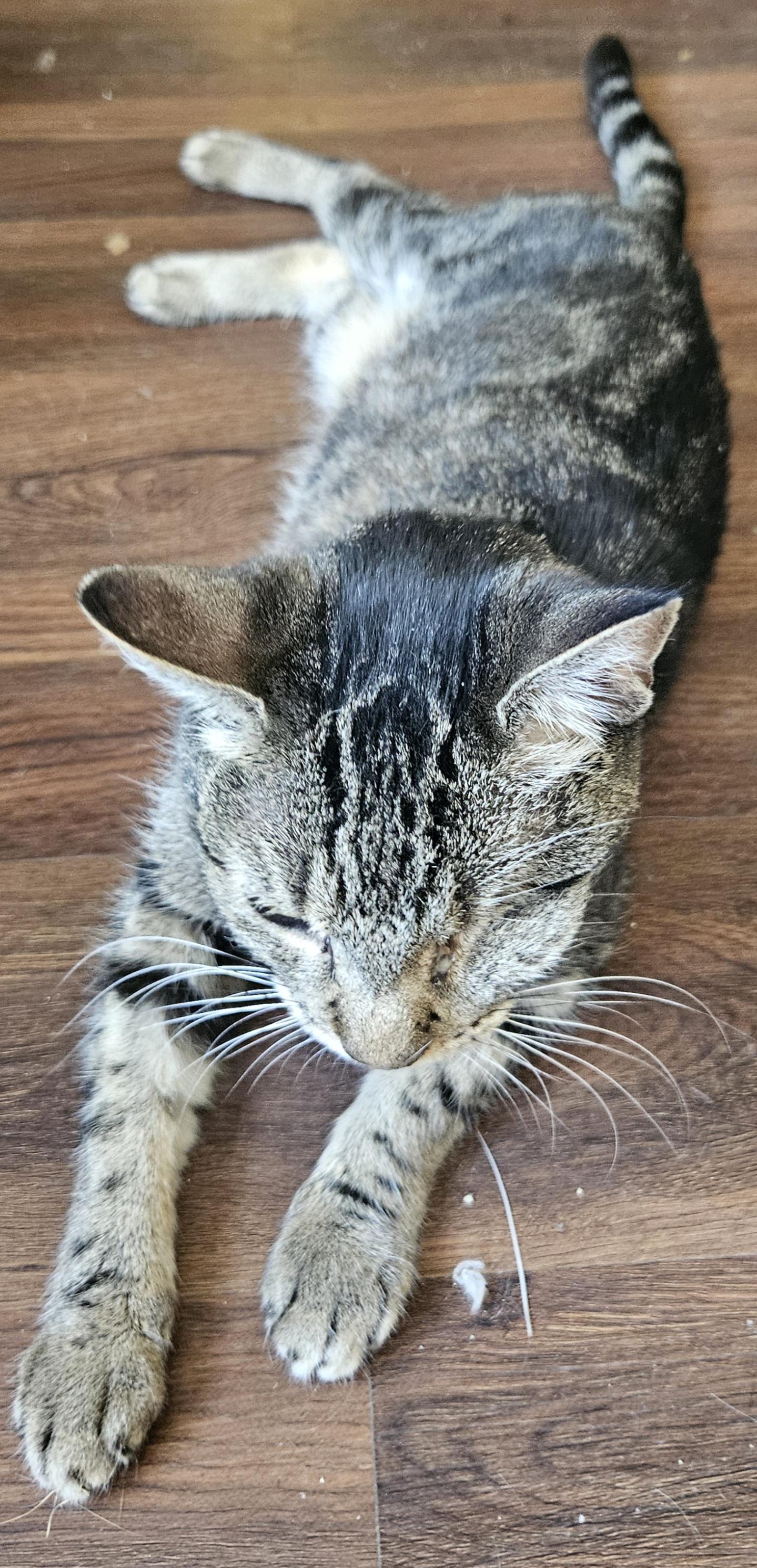 Alice , a Adoptable Domestic Short Hair in Orange, CA image 2/5