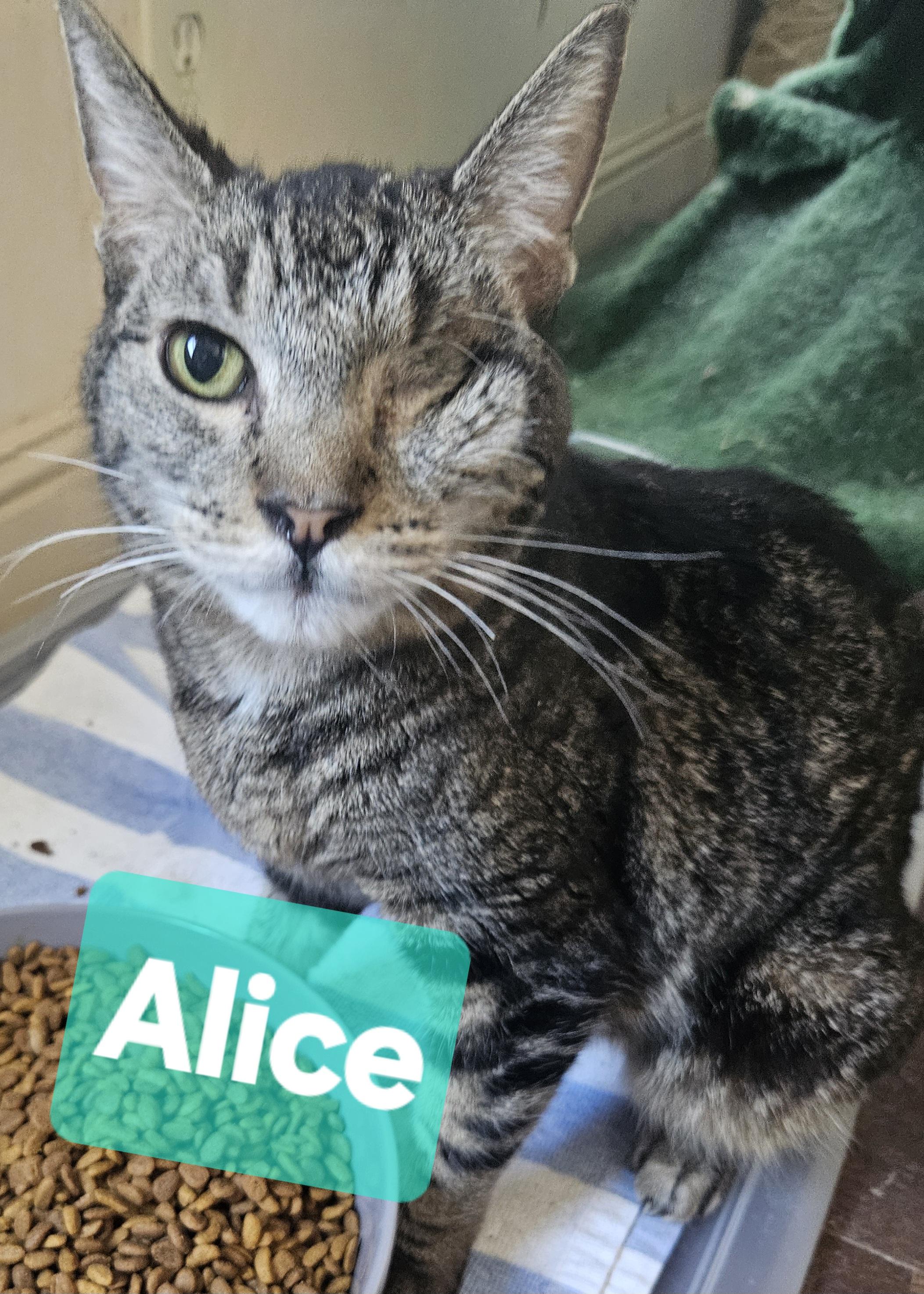 Alice (Bonded with Tybalt)