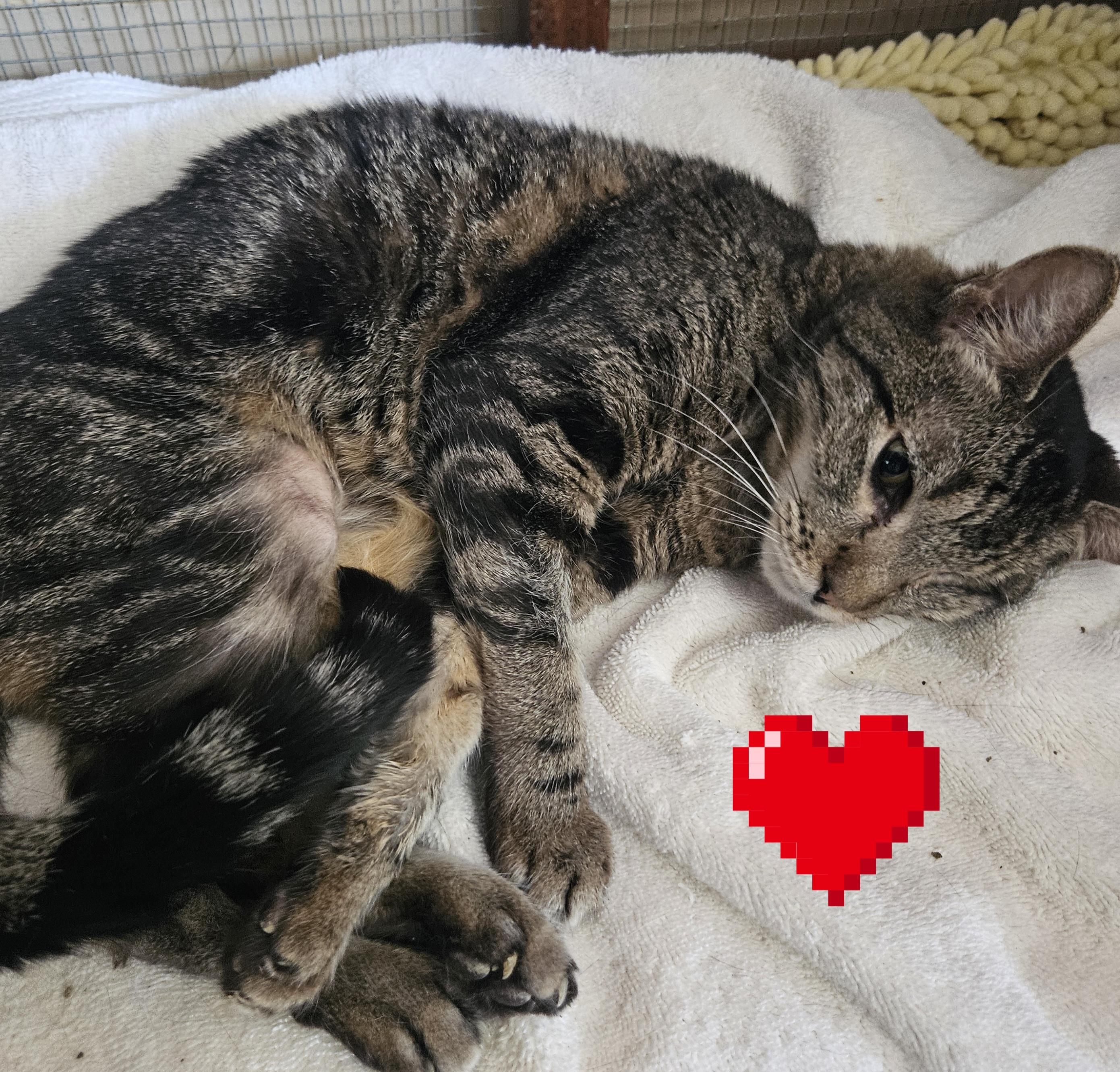 Alice , a Adoptable Domestic Short Hair in Orange, CA image 3/5