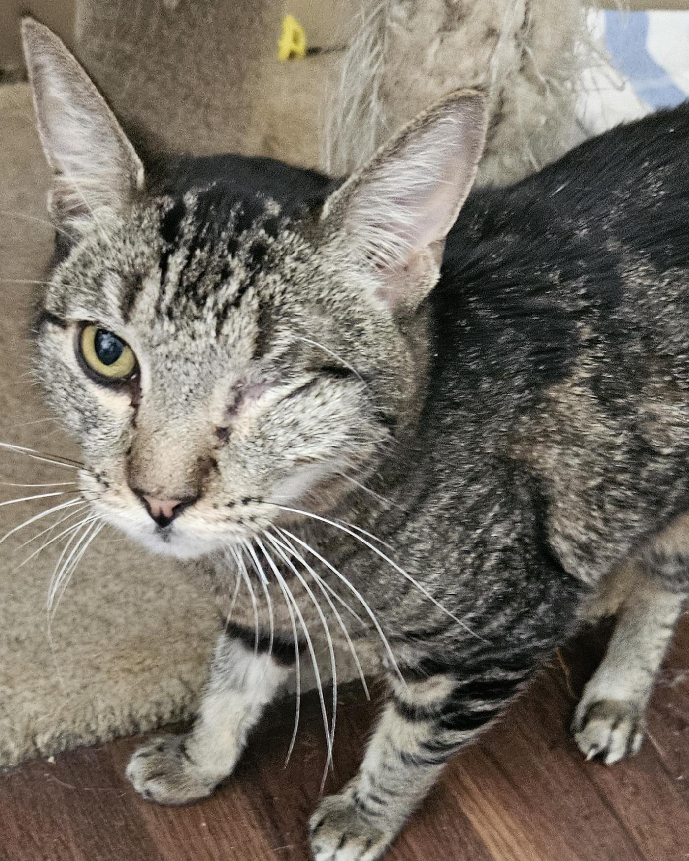 Alice , a Adoptable Domestic Short Hair in Orange, CA image 5/5