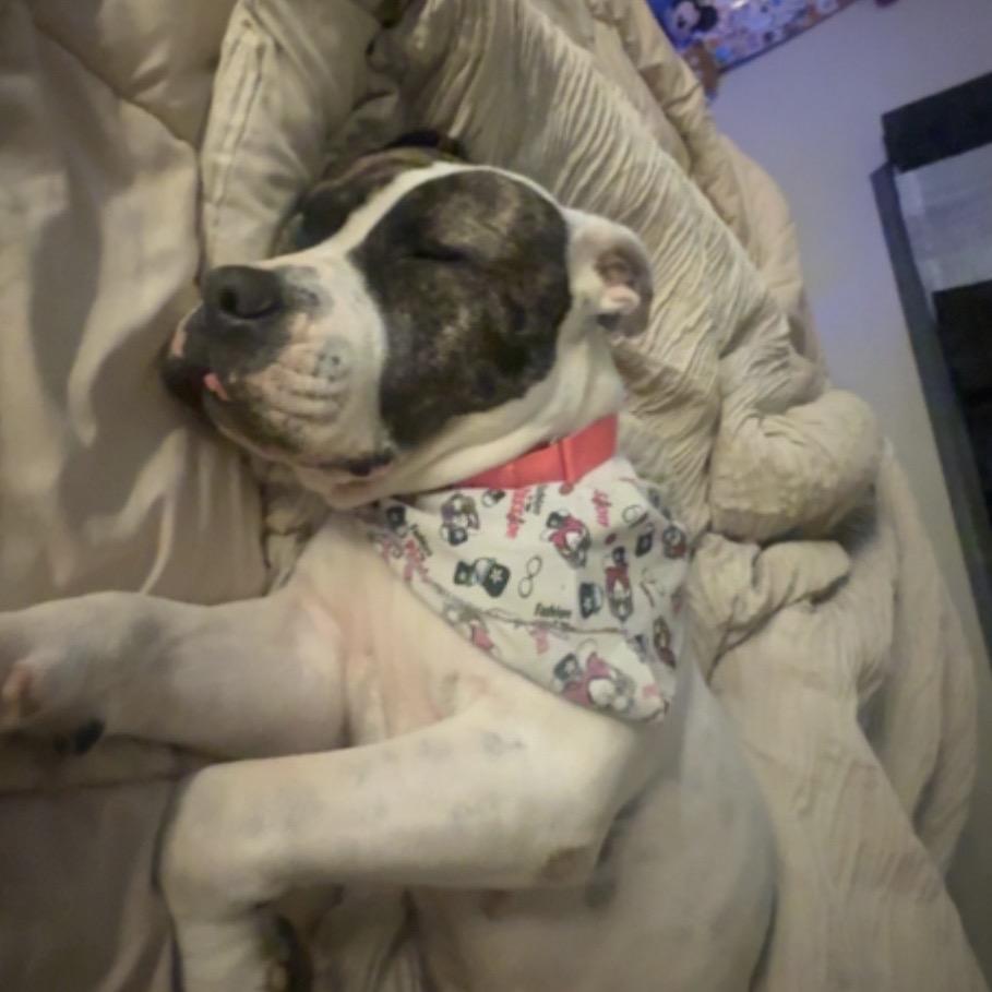 Sarabi, Adoptable, Adult Female Mixed Breed & Mixed Breed.