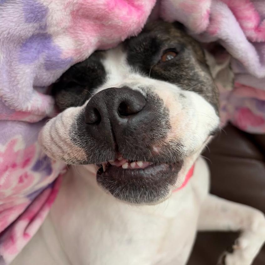 Enlarge Sarabi, a Adoptable mixed breed in QUINCY, FL image 3/6