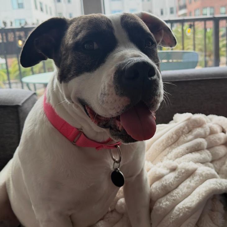 Enlarge Sarabi, a Adoptable mixed breed in QUINCY, FL image 5/6