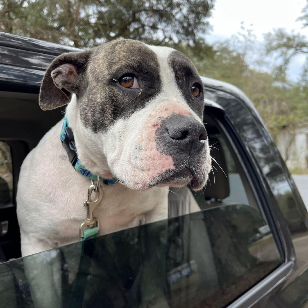 Sarabi, Adoptable, Adult Female Mixed Breed & Mixed Breed.