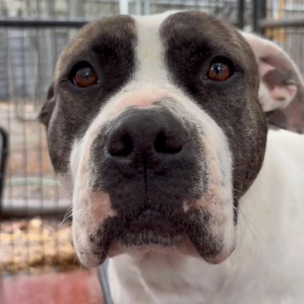 Enlarge Sarabi, a Adoptable mixed breed in QUINCY, FL image 3/3