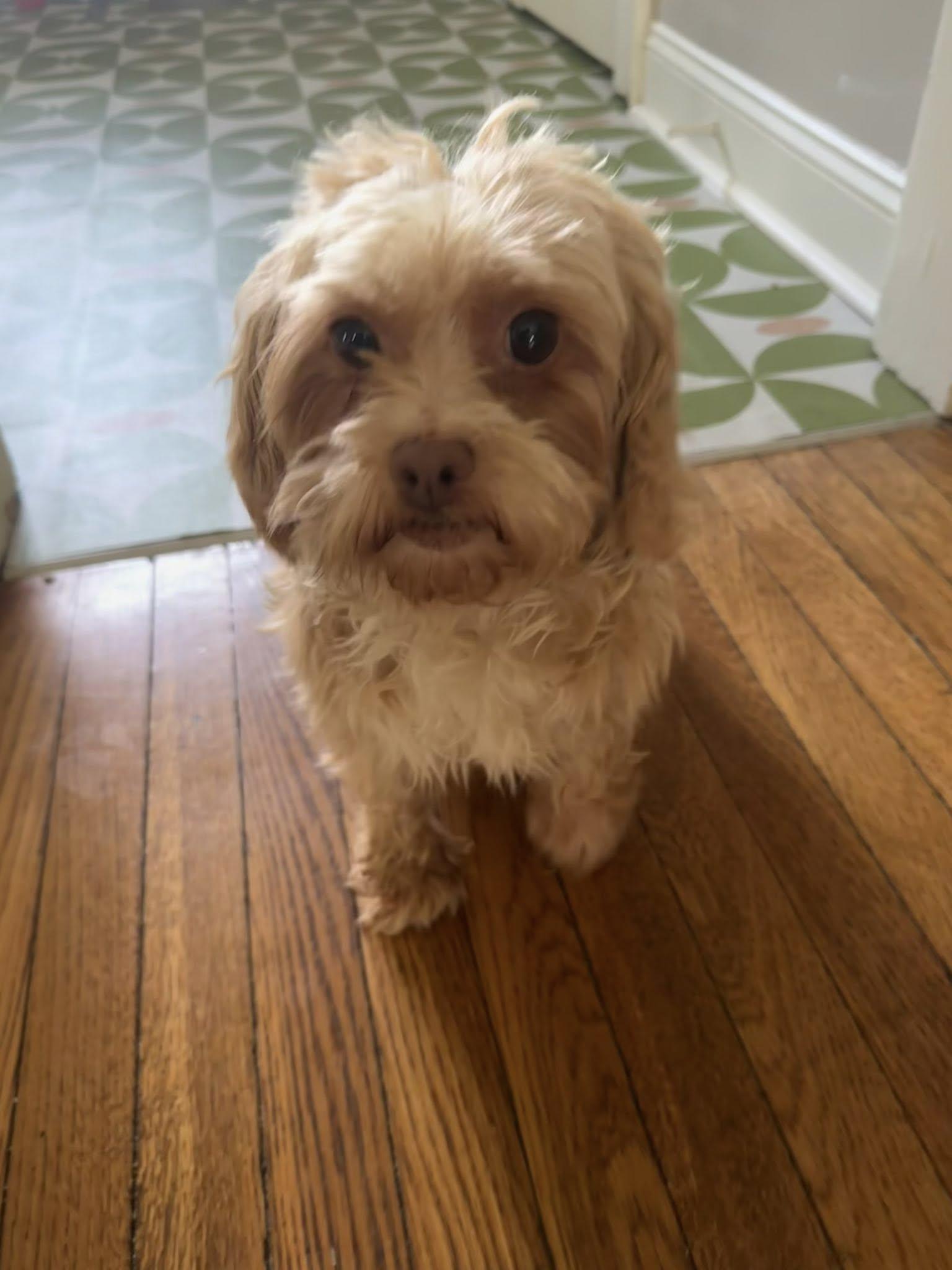 Eleanor, Adoptable, Senior Female Shih Tzu & Poodle.