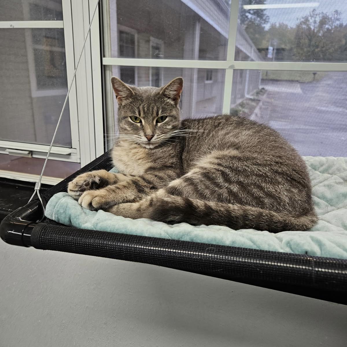 Enlarge Cookie, an adopted Domestic Short Hair in Bentonville, AR image 1/1