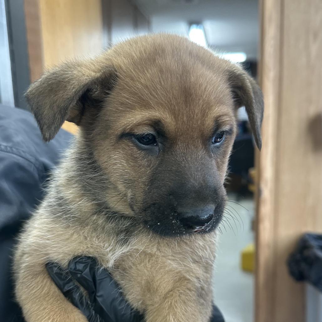 Chip D25-210, Adoptable, Puppy Male Mixed Breed.