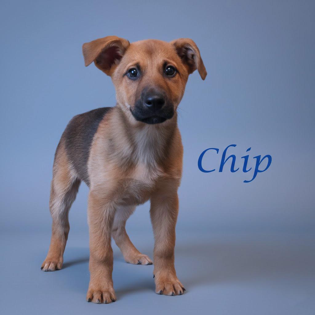 Enlarge Chip D25-210, a Adoptable Mixed Breed in Lebanon, TN image 3/3