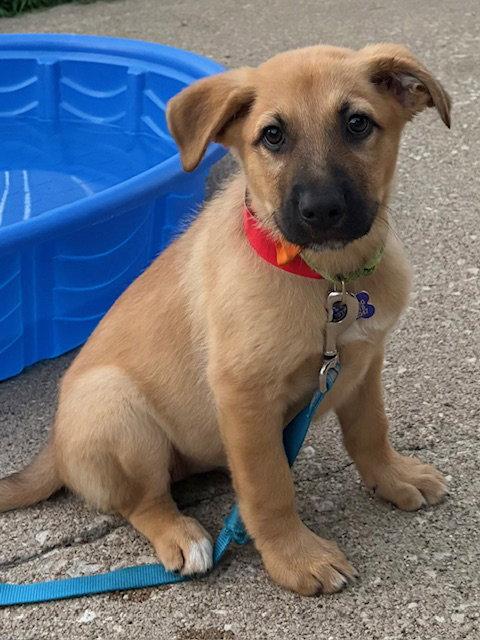 Nori, Adoptable, Puppy Female Shepherd.