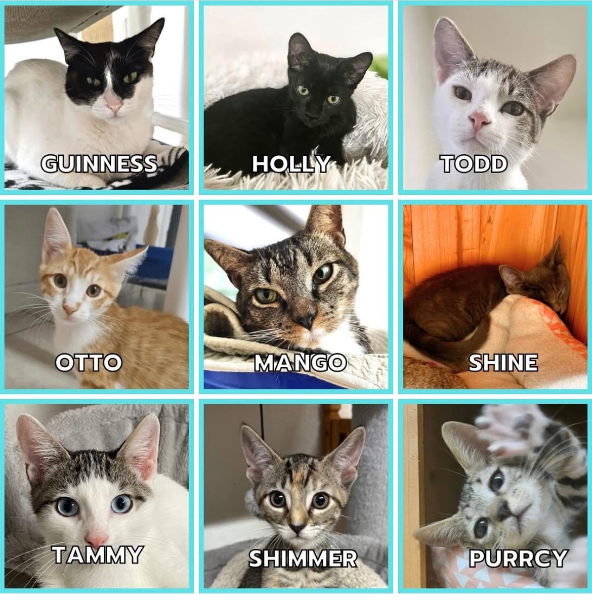 KITTENS!, Adoptable, Kitten Female Domestic Short Hair.