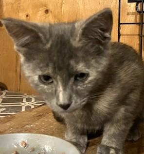 Enlarge Doran, a Adoptable Domestic Short Hair in Santa Rosa, CA image 1/3