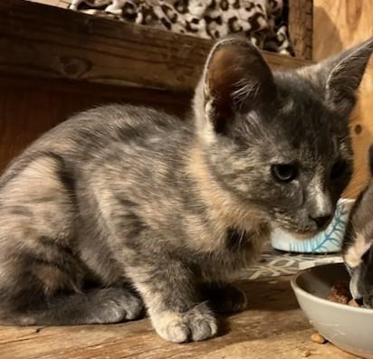 Enlarge Doran, a Adoptable Domestic Short Hair in Santa Rosa, CA image 2/3