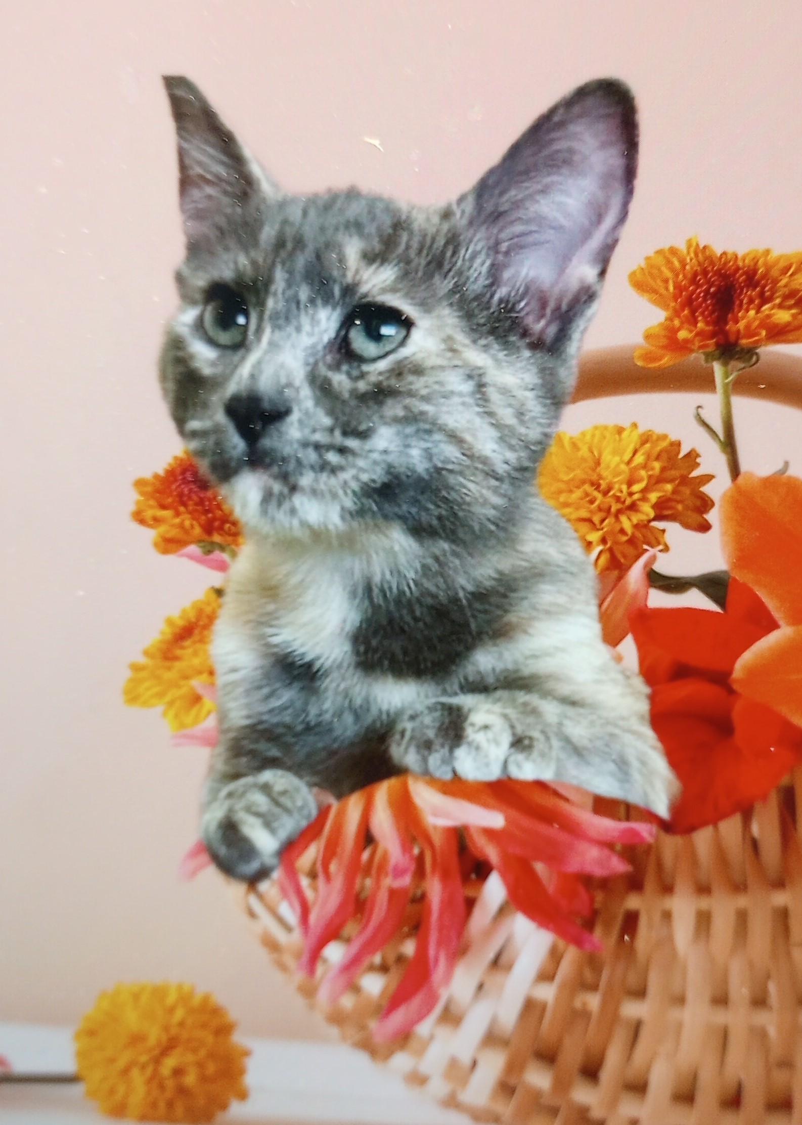 Enlarge Doran, a Adoptable Domestic Short Hair in Santa Rosa, CA image 3/3