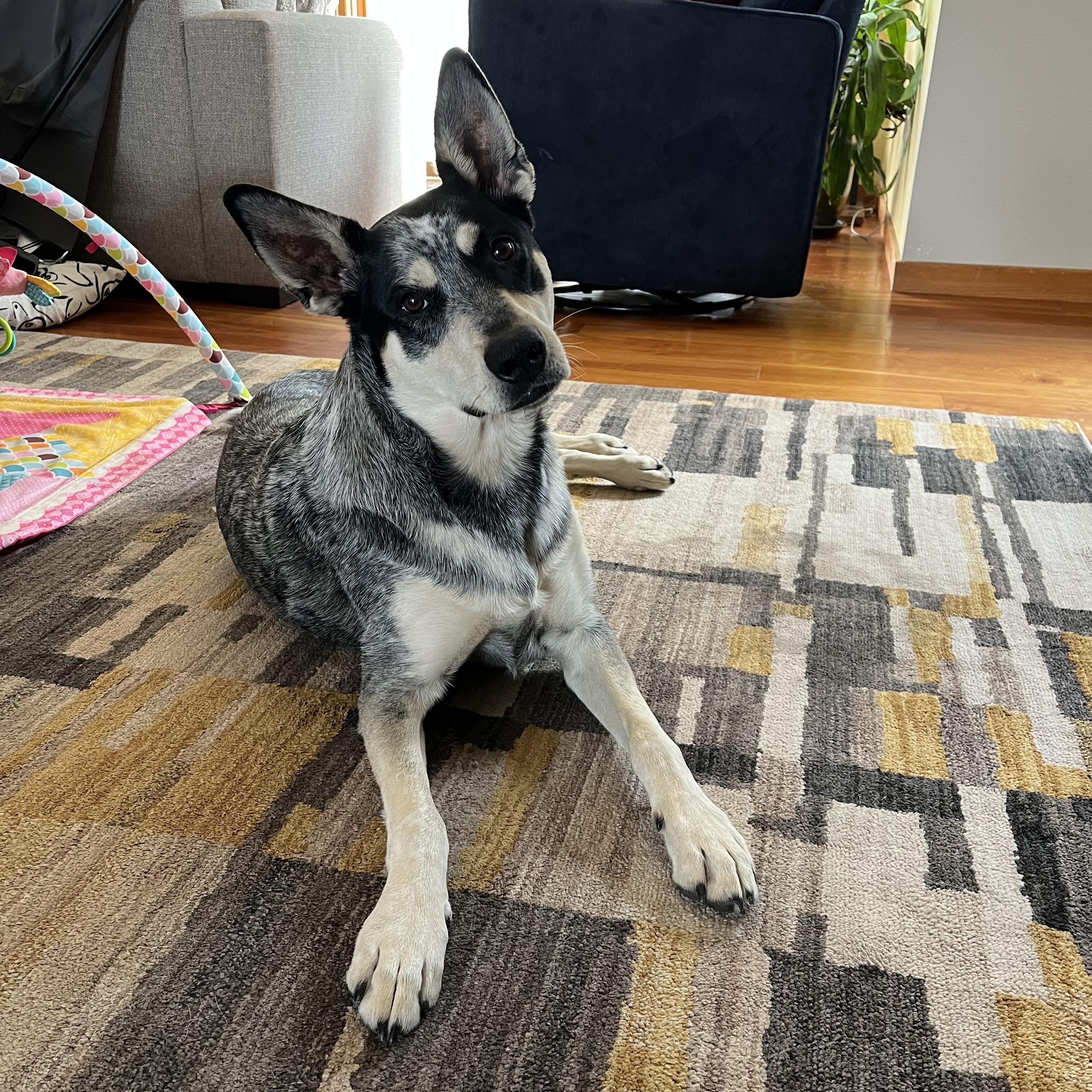 Georgie, a ADOPTABLE mixed breed in Aspen, CO image 3/5