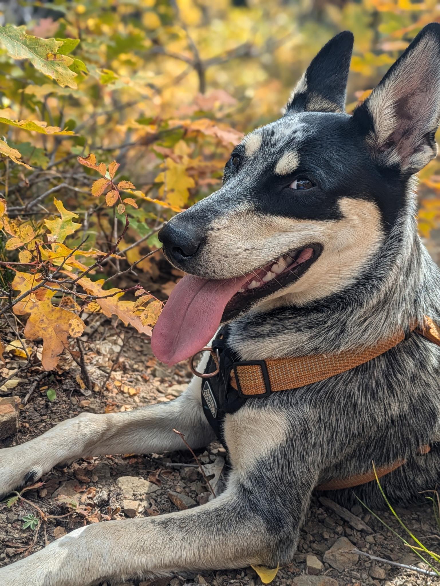 Georgie, a ADOPTABLE mixed breed in Aspen, CO image 4/5