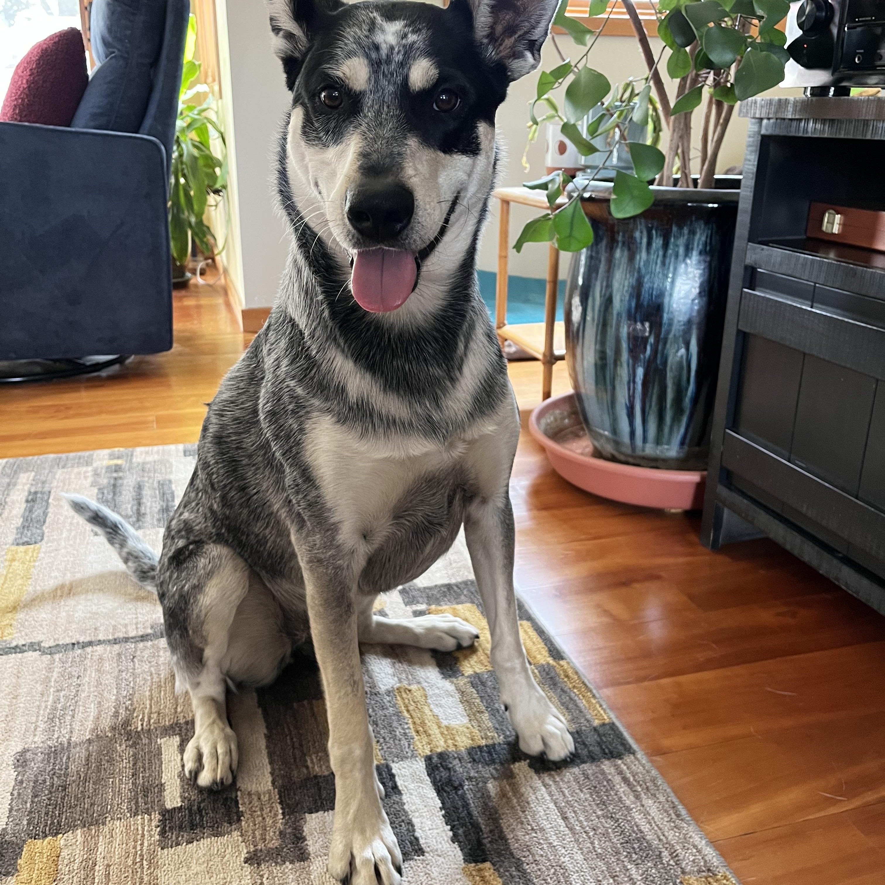 Georgie, a ADOPTABLE mixed breed in Aspen, CO image 5/5