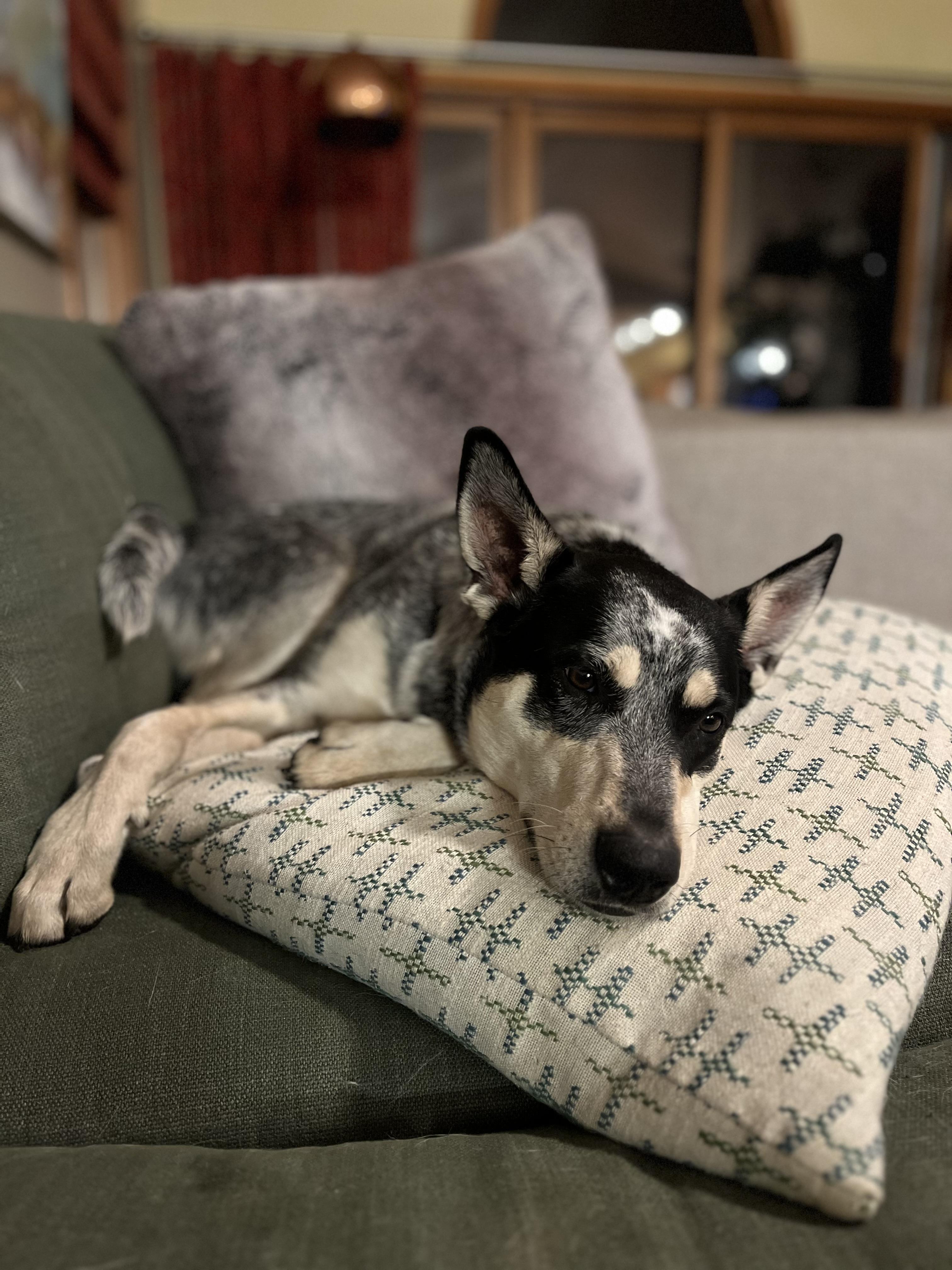 Georgie, a ADOPTABLE mixed breed in Aspen, CO image 2/5