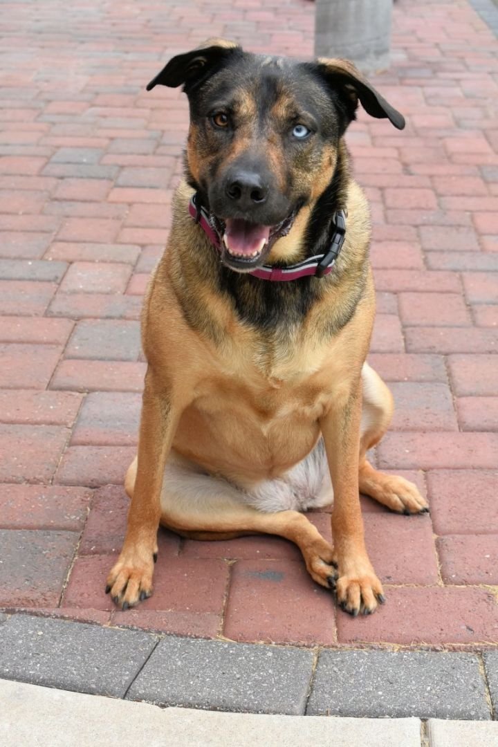 Enlarge Bella, a Adoptable mixed breed in Guthrie, OK image 2/5