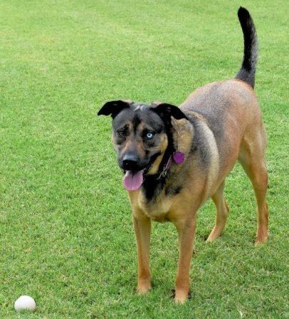 Enlarge Bella, a Adoptable mixed breed in Guthrie, OK image 4/5