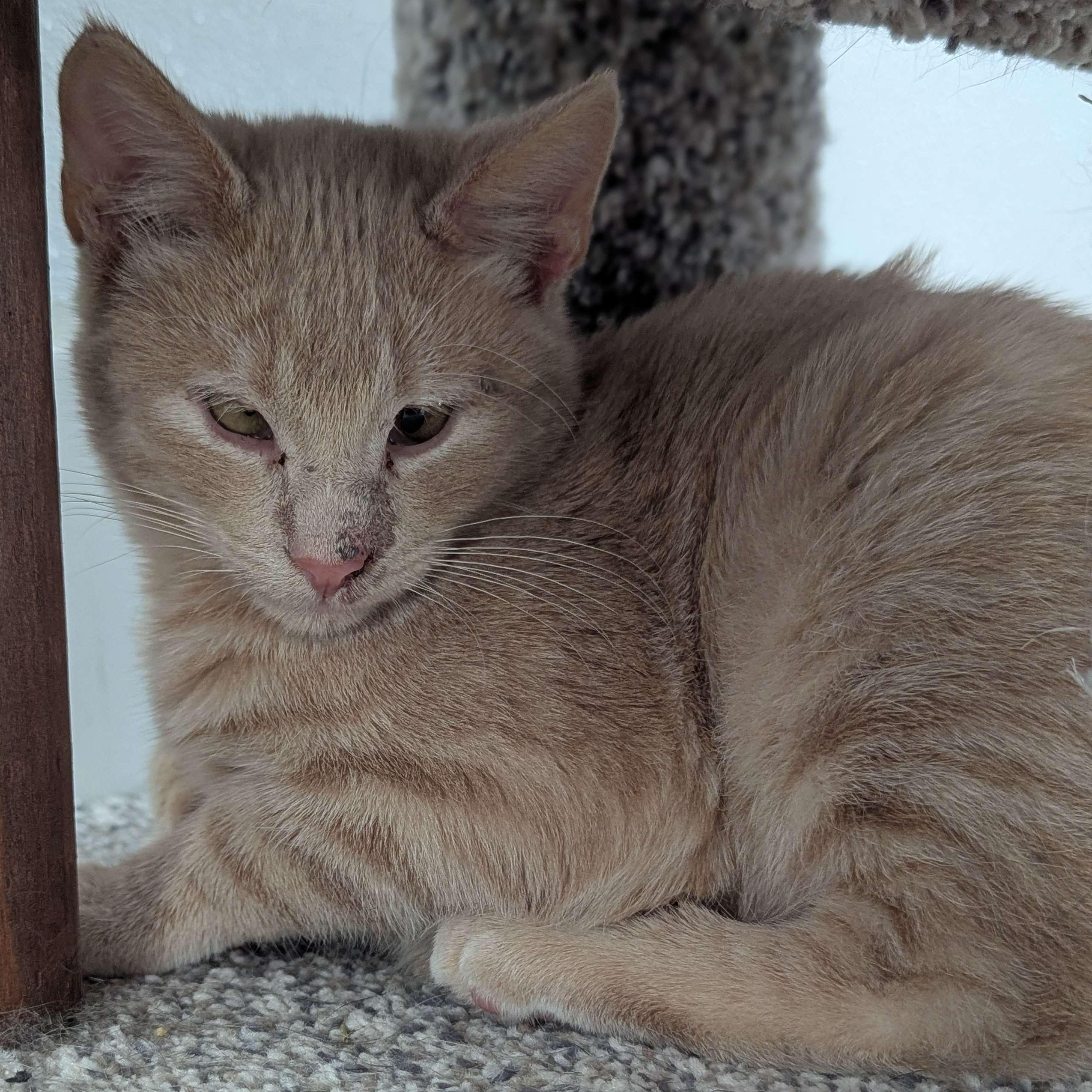 Leo - Private Investigator