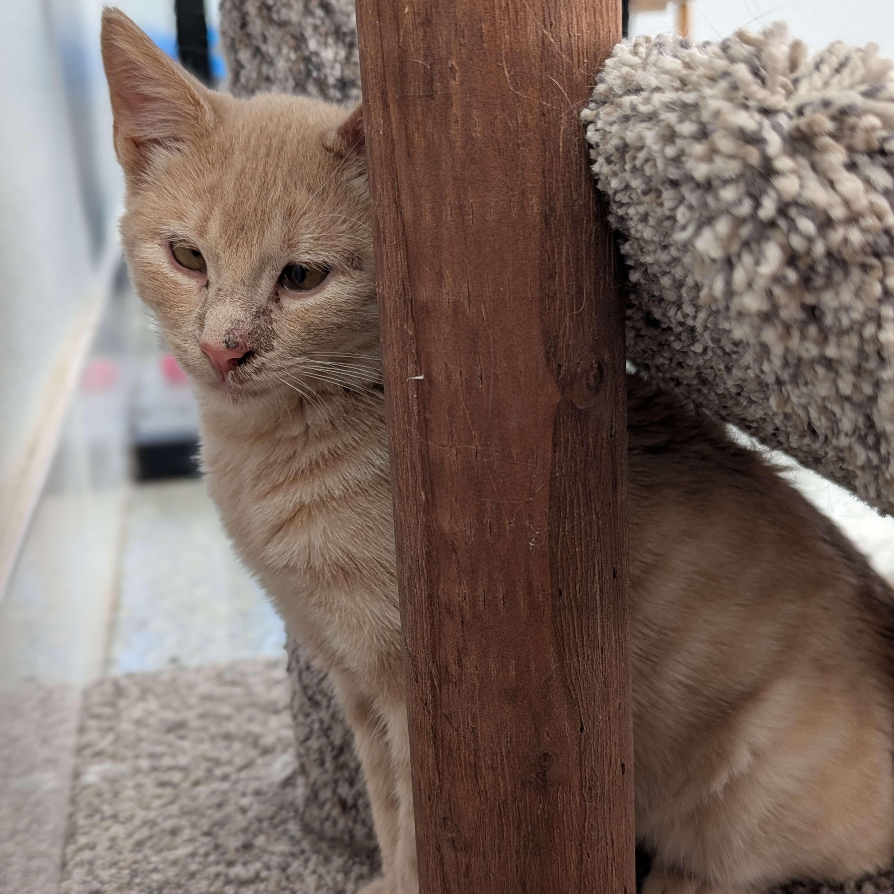 Leo - Private Investigator