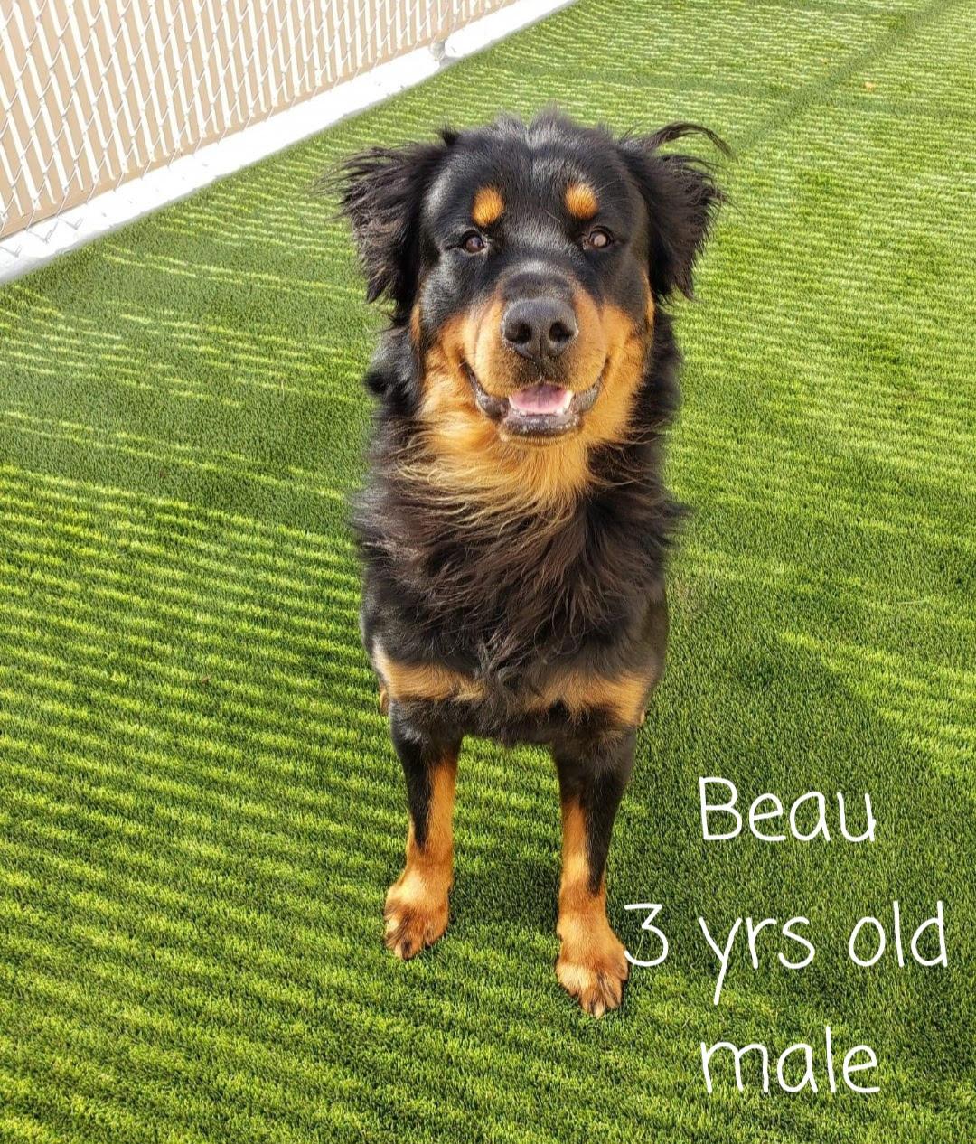 Beau, Adopted, Adult Male Rottweiler.
