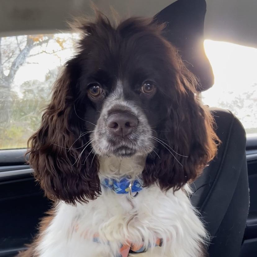 Kozmo, Adoptable, Young Male Cocker Spaniel.