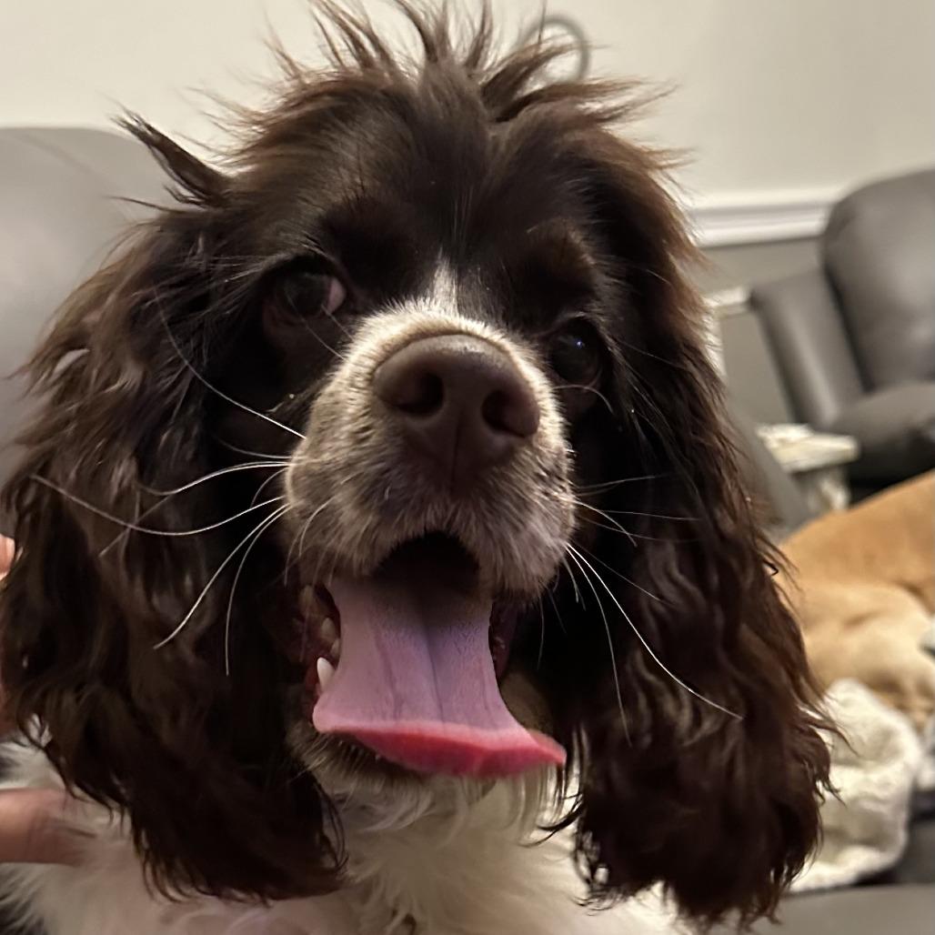 Enlarge Kozmo, a Adoptable Cocker Spaniel in Sinking Spring, PA image 2/4