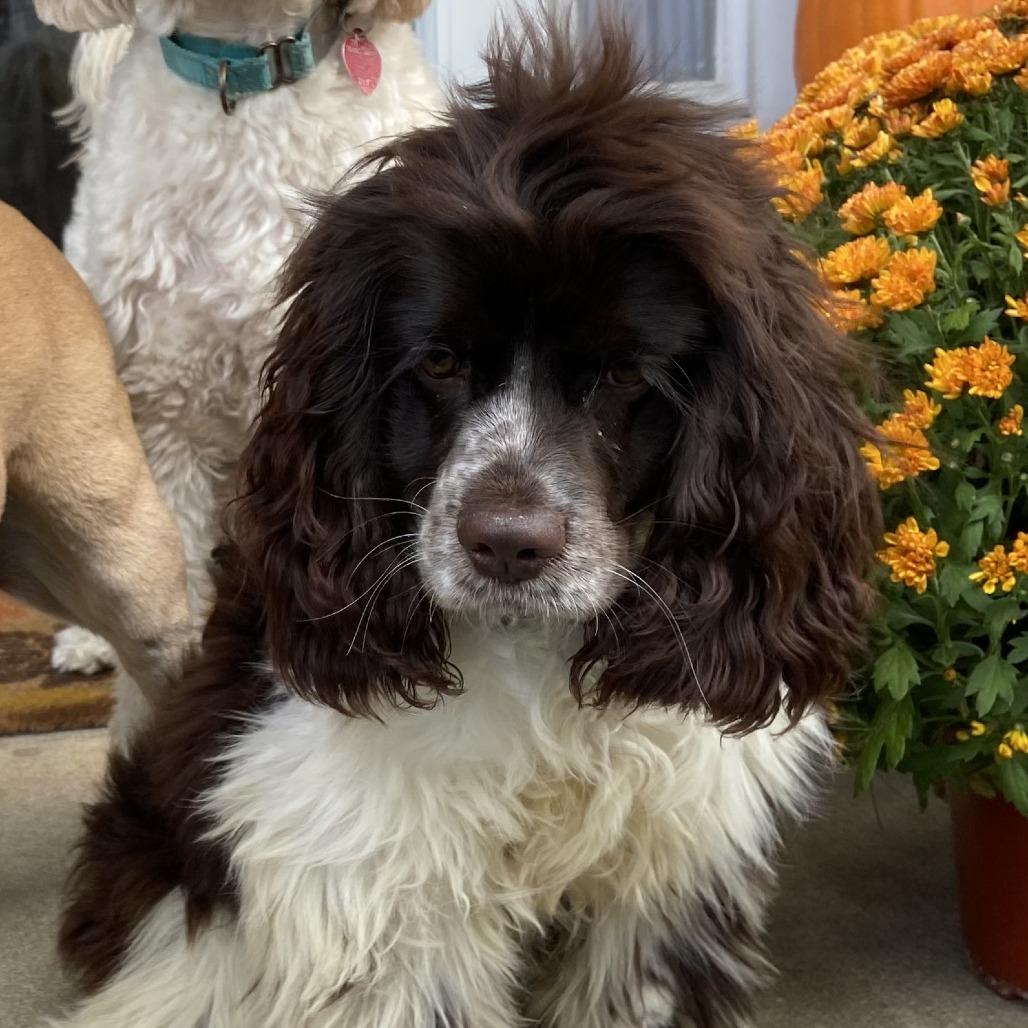 Enlarge Kozmo, a Adoptable Cocker Spaniel in Sinking Spring, PA image 3/4