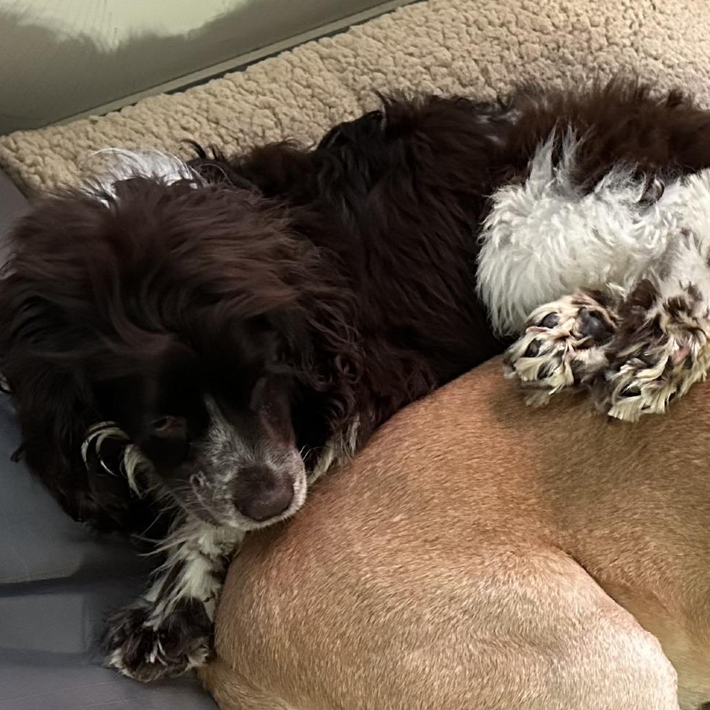 Enlarge Kozmo, a Adoptable Cocker Spaniel in Sinking Spring, PA image 4/4