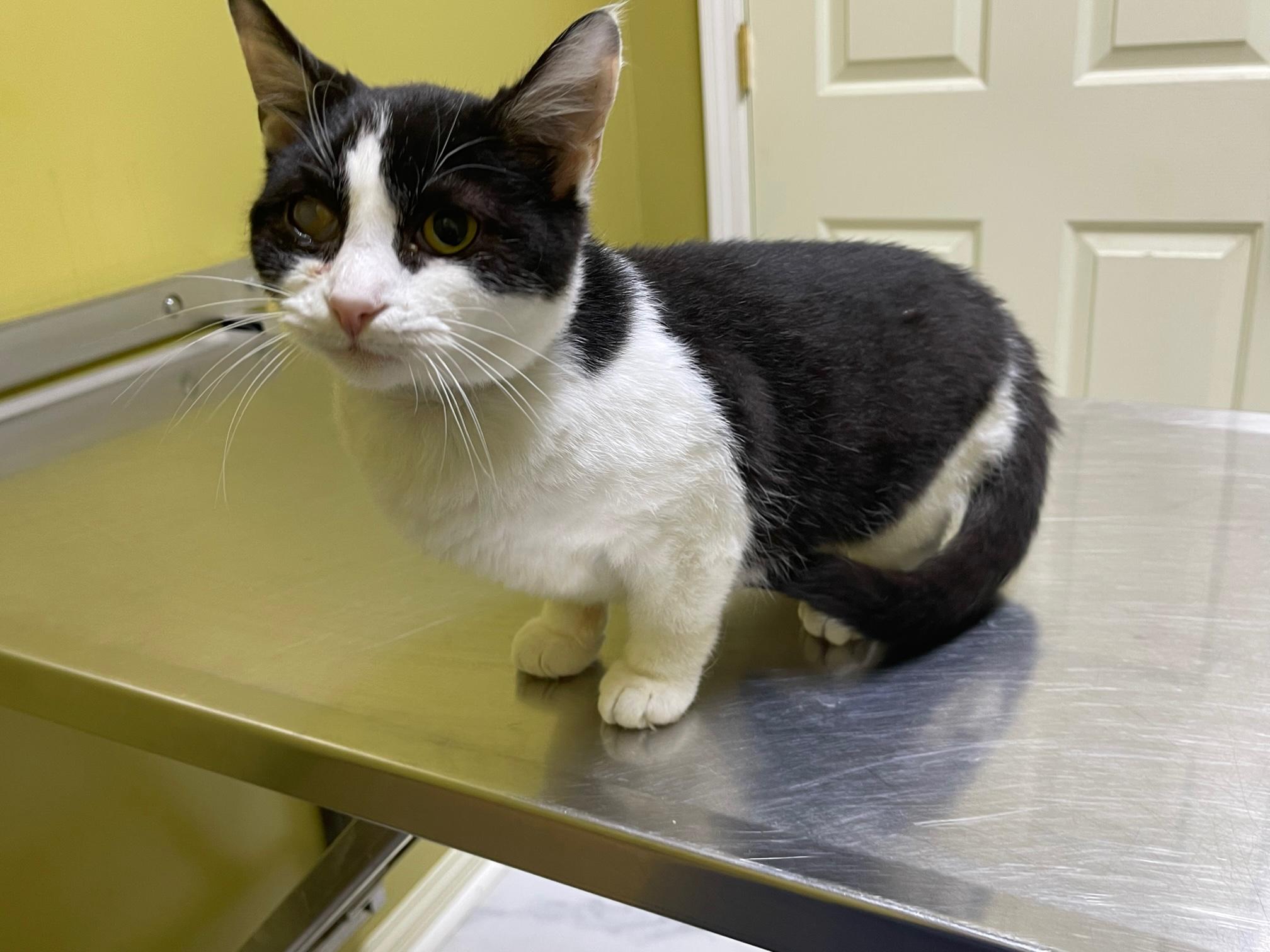 Enlarge Leela, a Adoptable Domestic Short Hair in Columbia, KY image 1/5