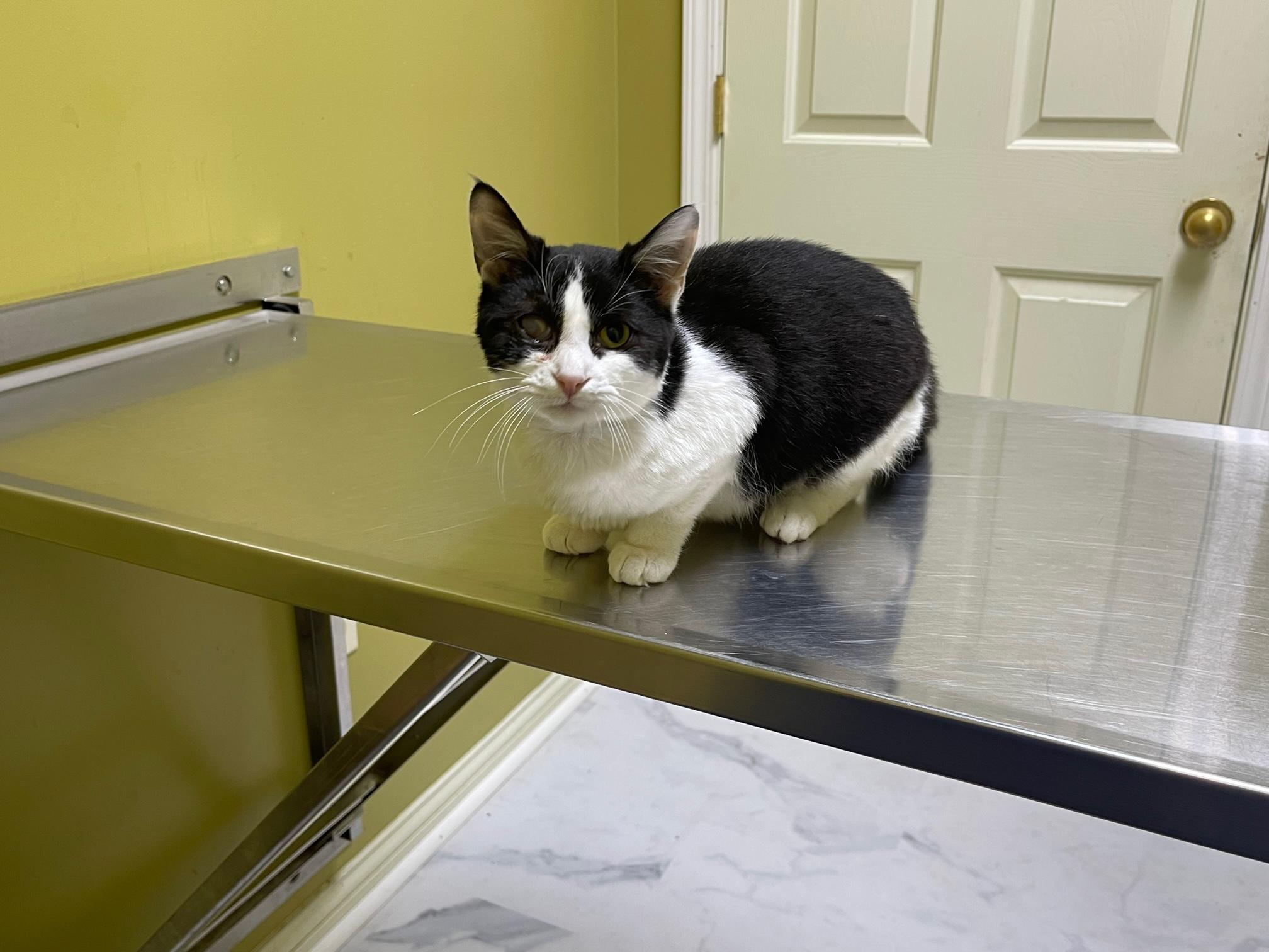 Enlarge Leela, a Adoptable Domestic Short Hair in Columbia, KY image 3/5