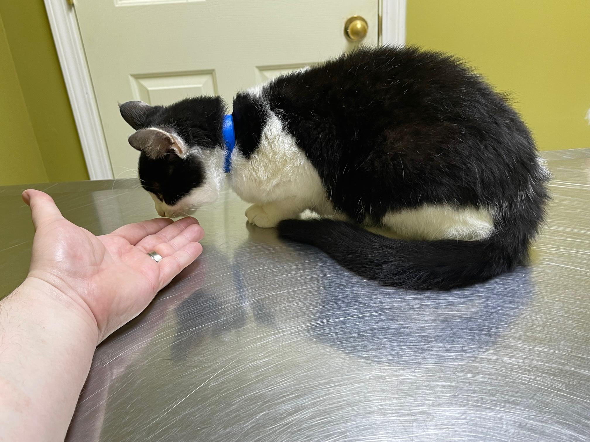 Enlarge Leela, a Adoptable Domestic Short Hair in Columbia, KY image 5/5