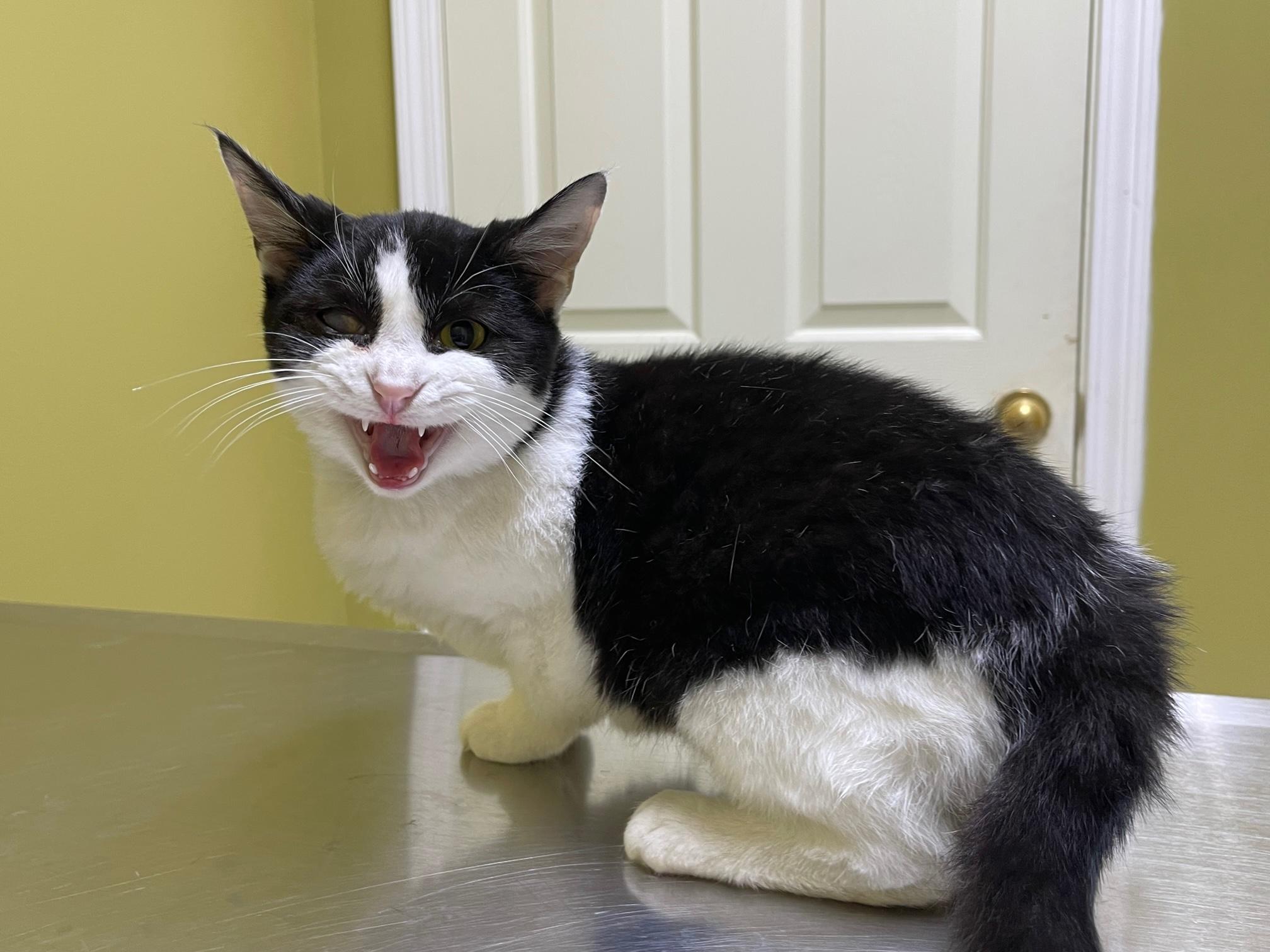 Enlarge Leela, a Adoptable Domestic Short Hair in Columbia, KY image 2/5