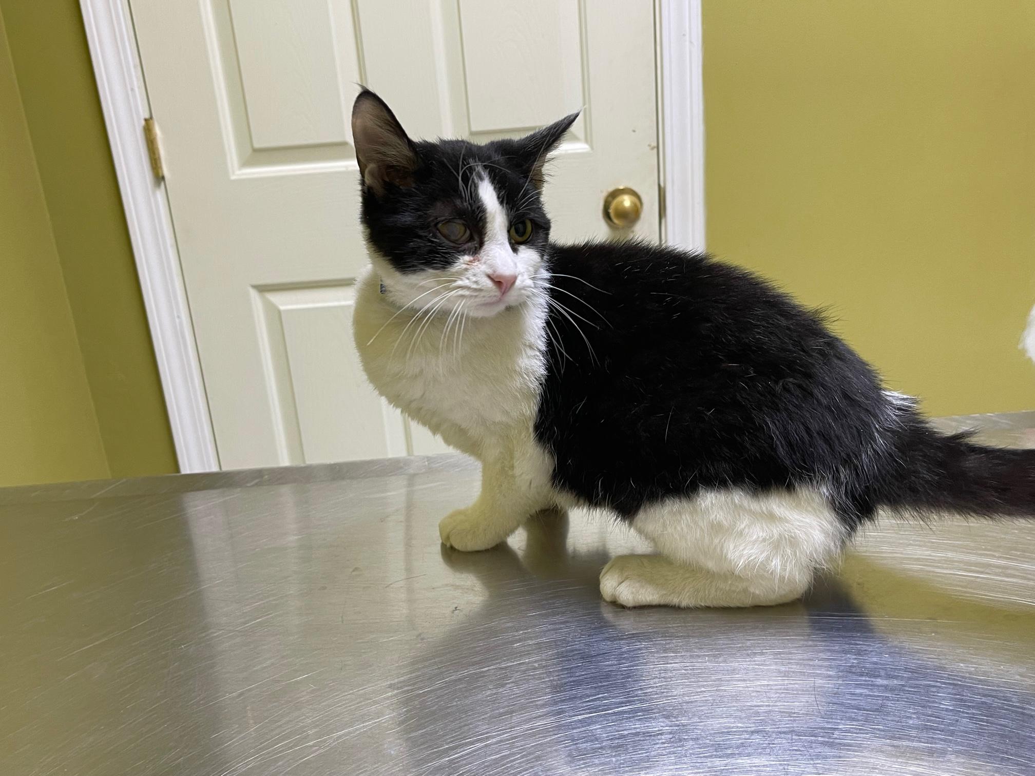 Enlarge Leela, a Adoptable Domestic Short Hair in Columbia, KY image 4/5