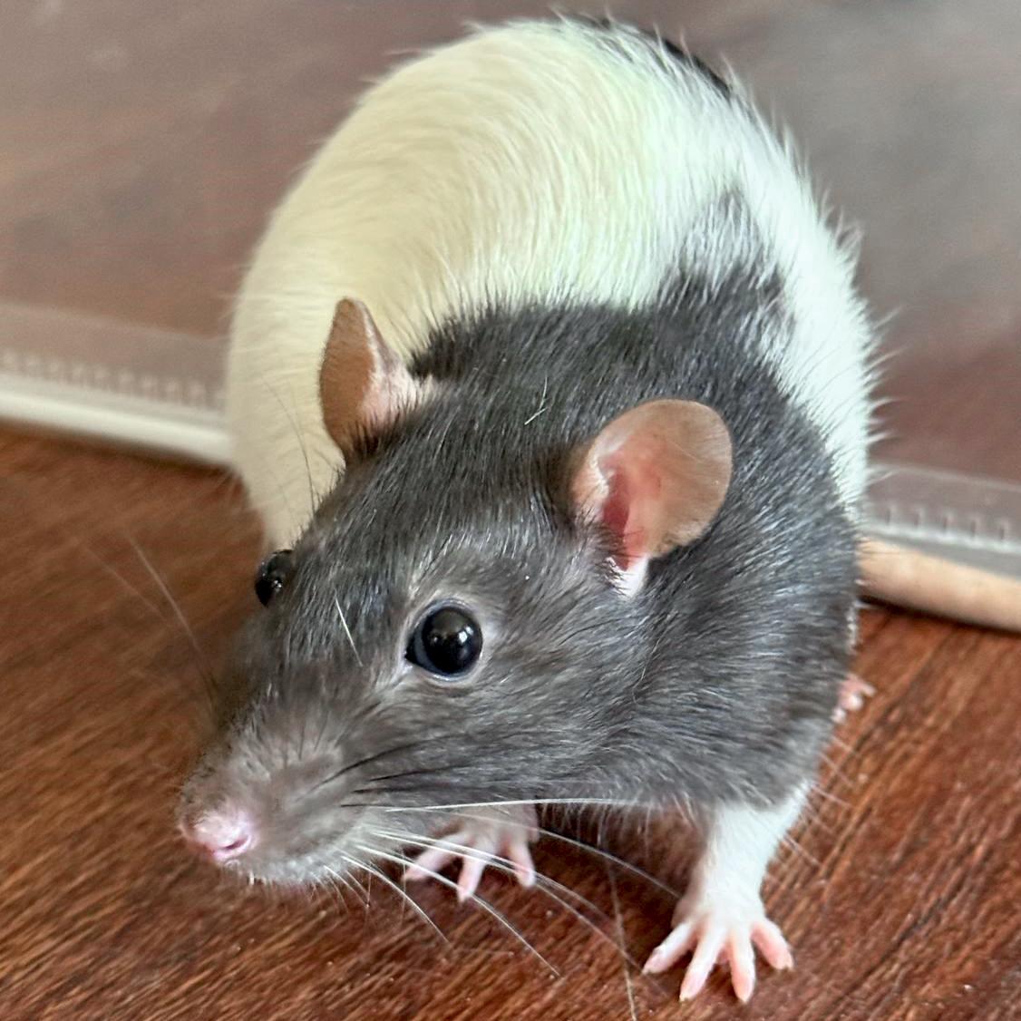 August - Name Your Own Adoption Fee!, Adoptable, Young Female Rat.