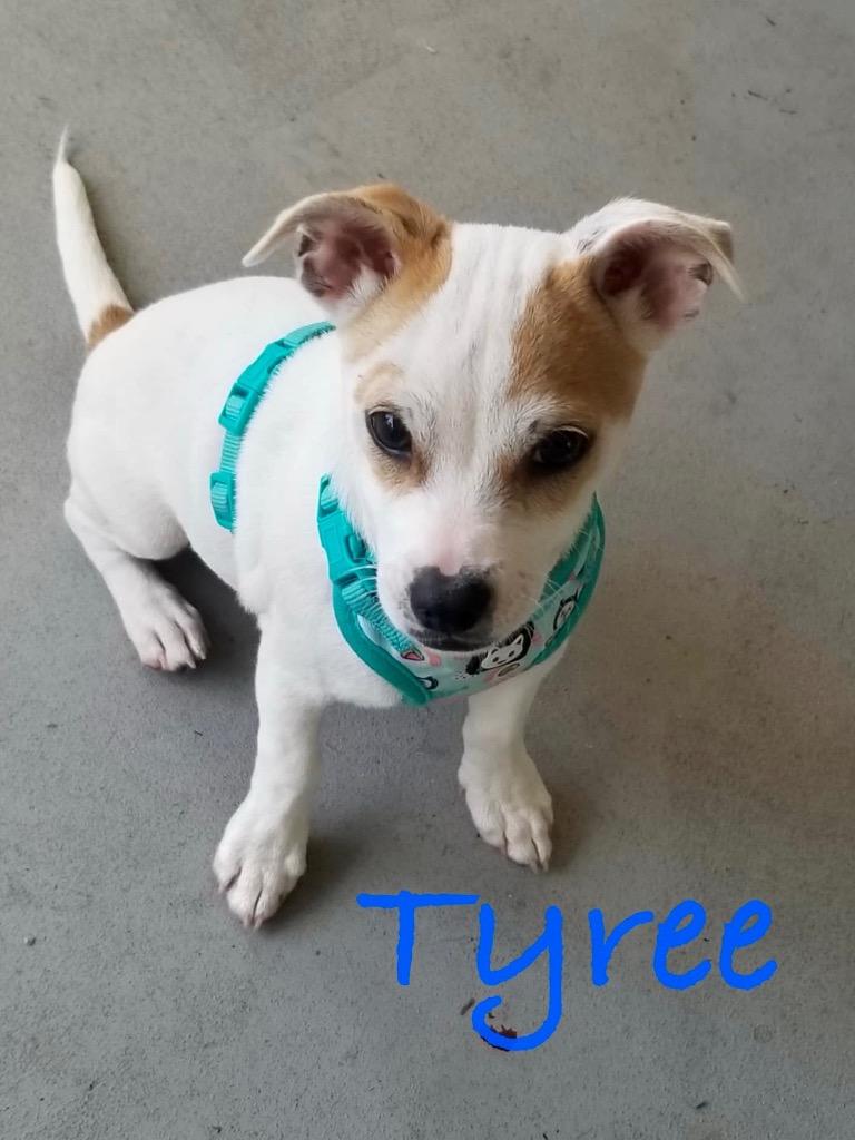 Tyree, Adoptable, Young Male Chihuahua.