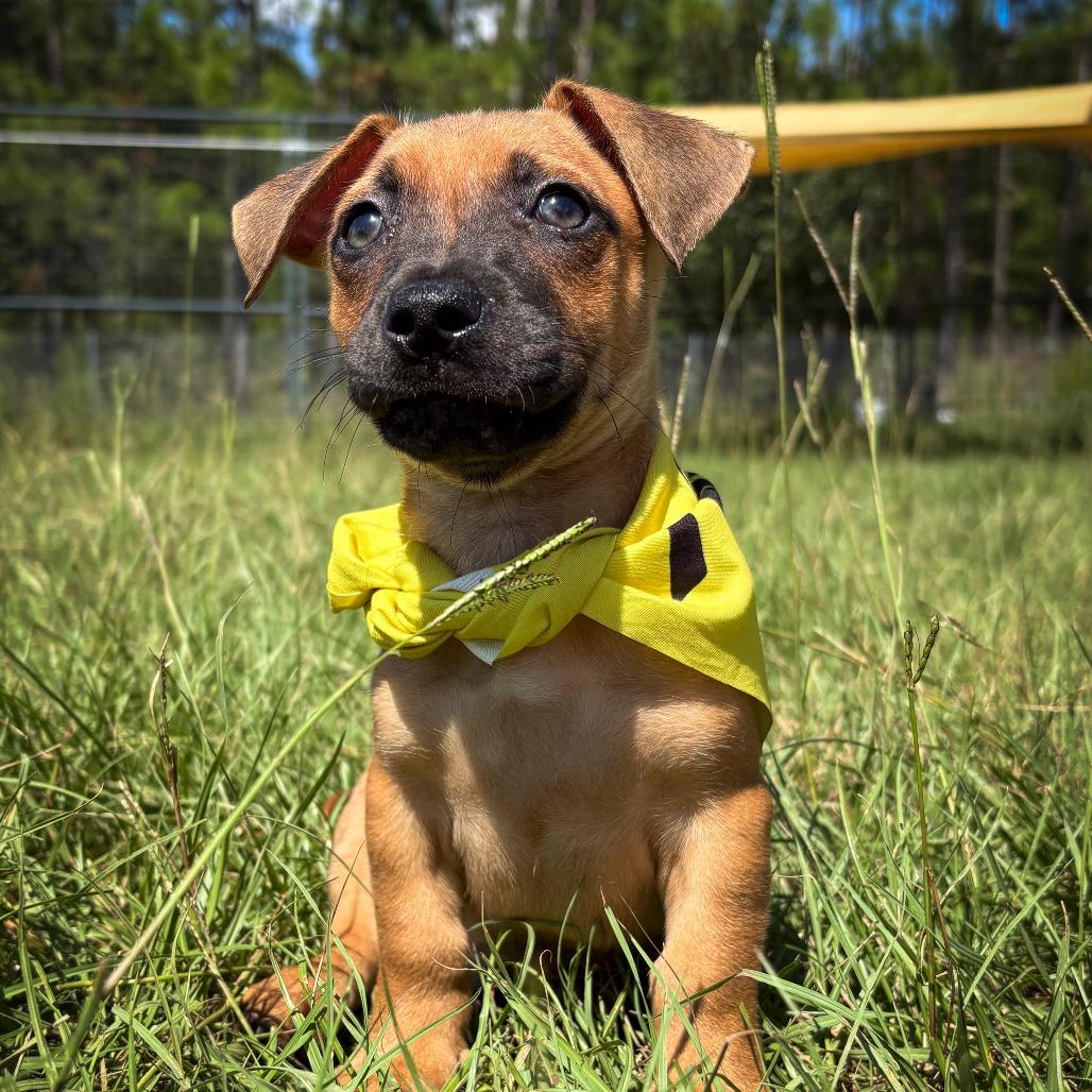 Enlarge Crocodile, a Adoptable mixed breed in Hattiesburg, MS image 1/6