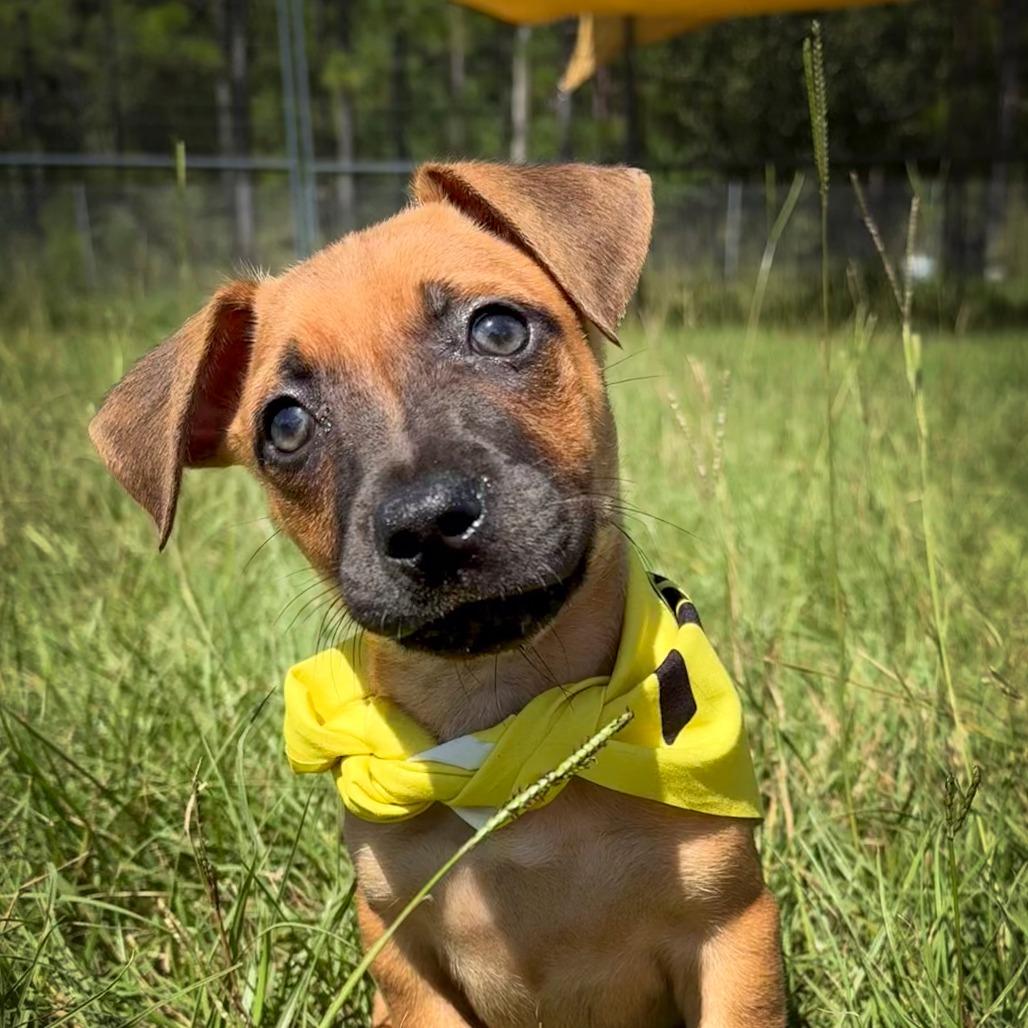 Enlarge Crocodile, a Adoptable mixed breed in Hattiesburg, MS image 3/6
