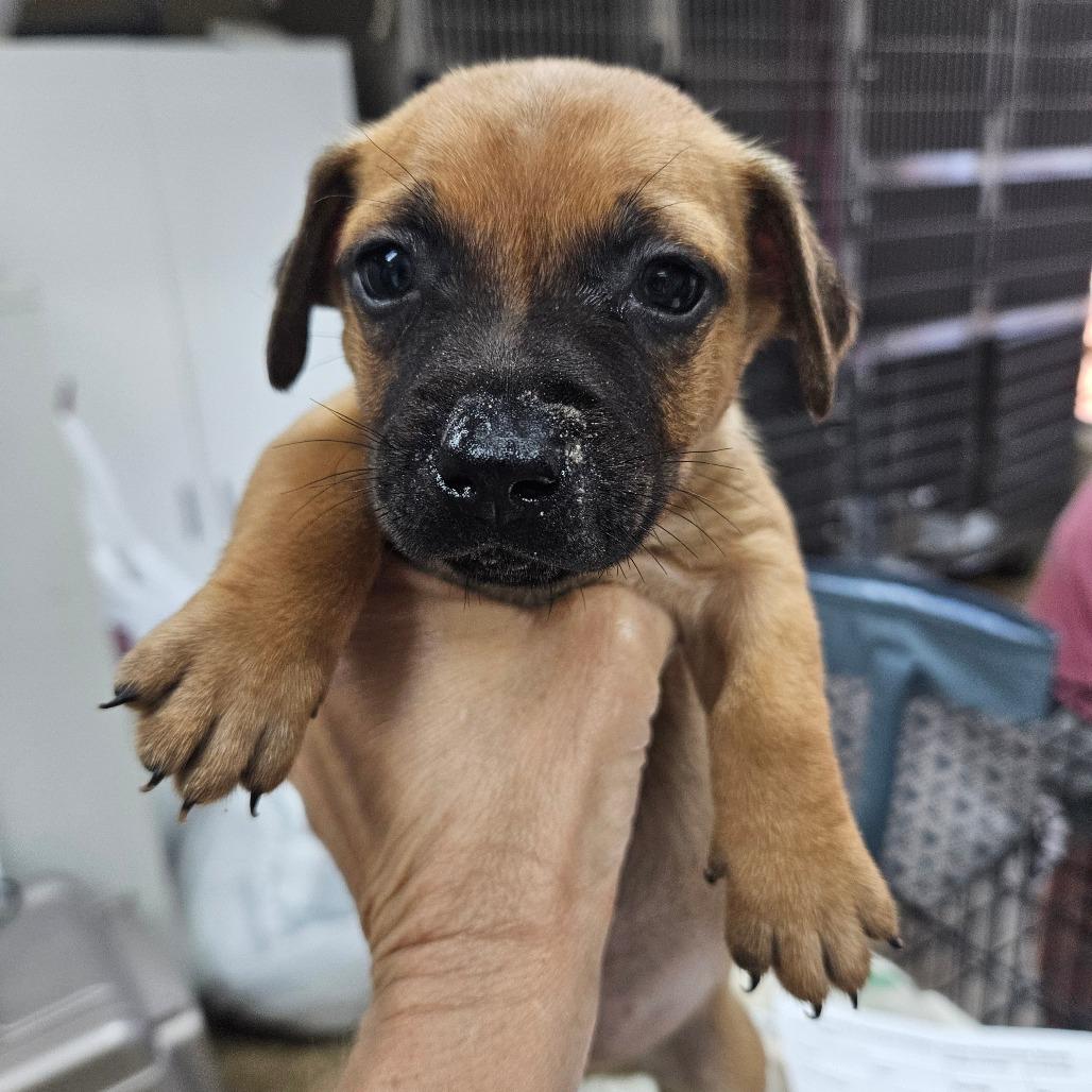 Enlarge Crocodile, a Adoptable mixed breed in Hattiesburg, MS image 4/6