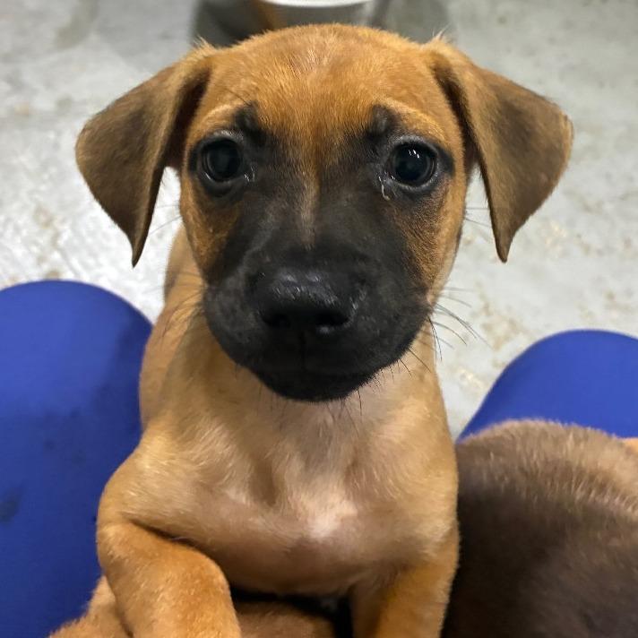 Enlarge Crocodile, a Adoptable mixed breed in Hattiesburg, MS image 5/6