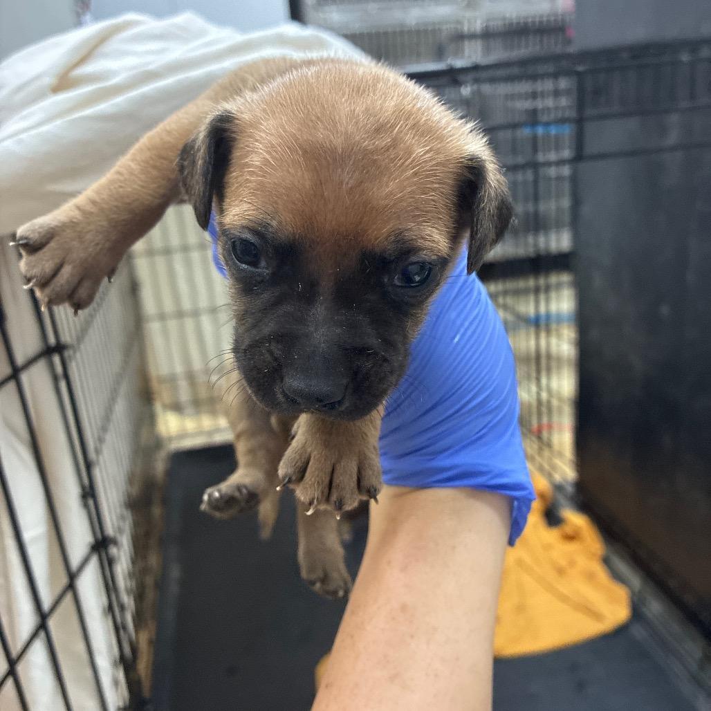 Enlarge Crocodile, a Adoptable mixed breed in Hattiesburg, MS image 6/6