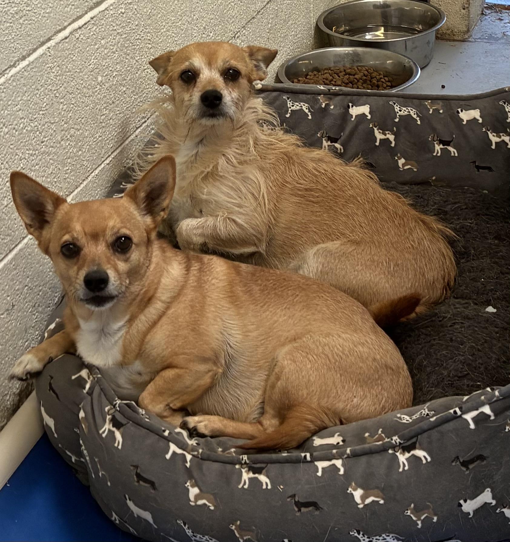 Bonded pair, Adoptable, Adult Female Chihuahua.