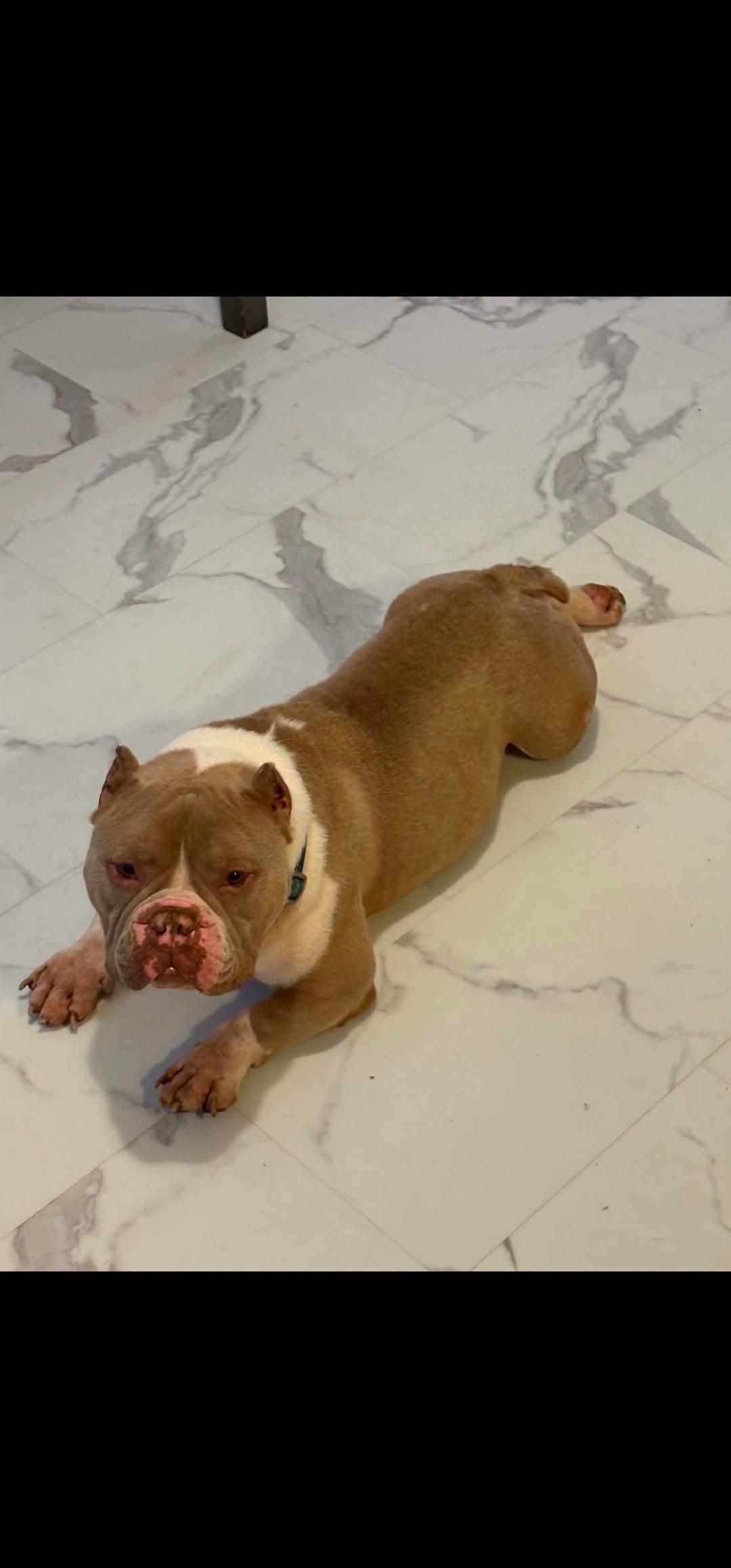 Nala, ADOPTABLE, Adult Female American Bully.