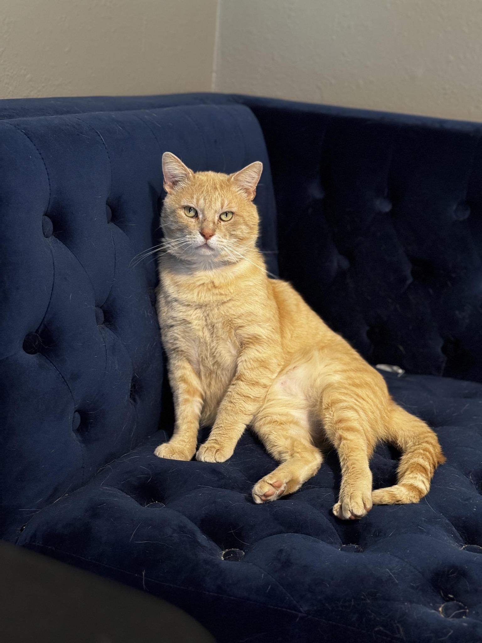 SPENCER, Adoptable, Young Male Tabby.